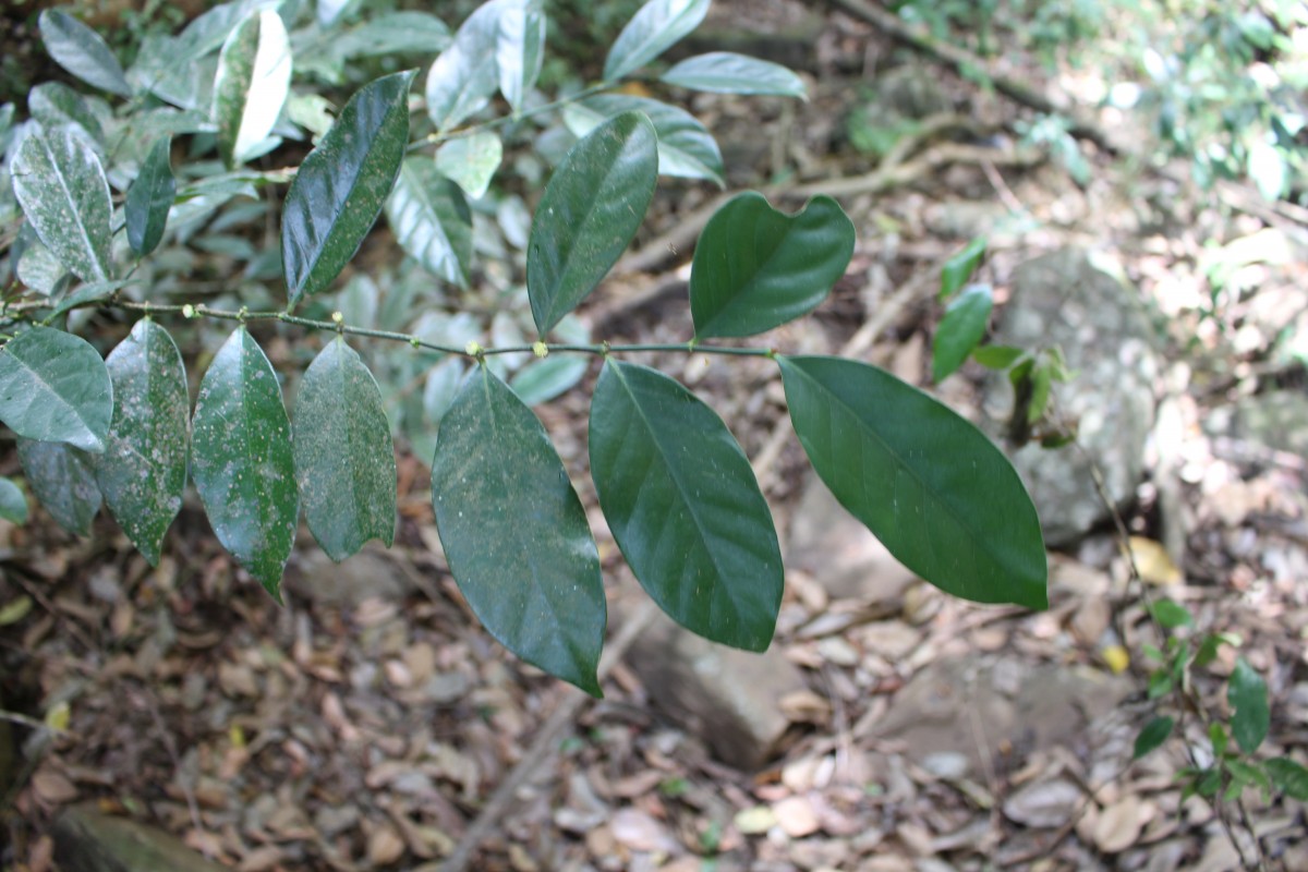 Suregada lanceolata (Willd.) Kuntze